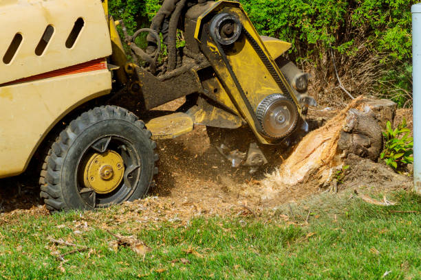 Best Tree Mulching  in Columbiana, AL