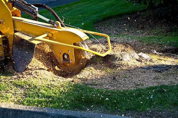 Best Hedge Trimming  in Columbiana, AL