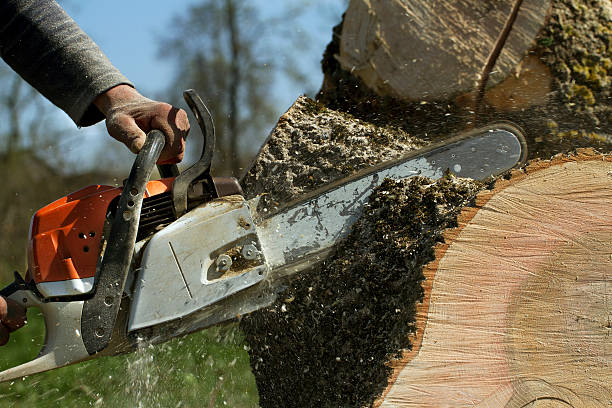 Best Root Management and Removal  in Columbiana, AL