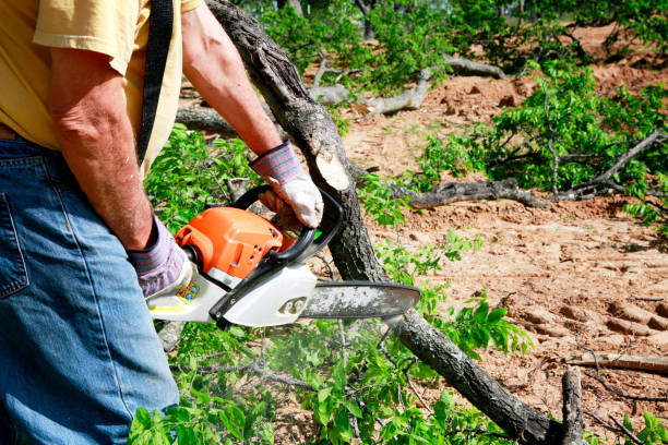 Best Leaf Removal  in Columbiana, AL